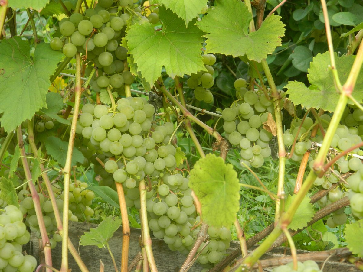 Експерти пояснили, який старовинний метод допоможе позбутись від ос на своєму винограді