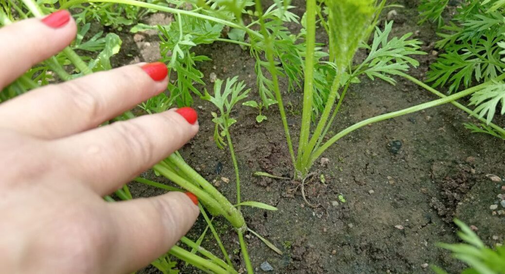 Не обов’язково викопувати: як правильно залишати моркву в ґрунті на морози – спосіб збільшує врожай на 30% 