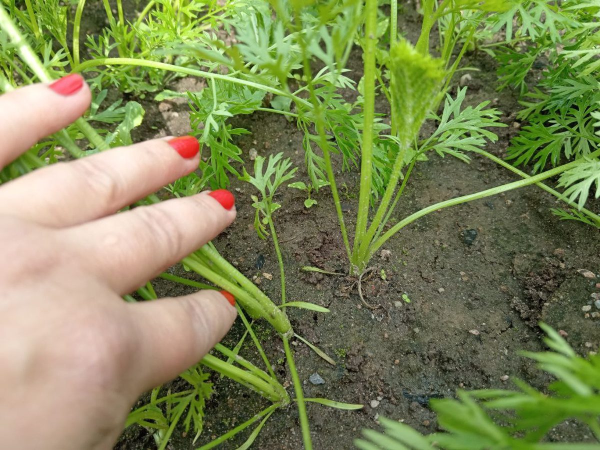 Городники розповіли, навіщо залишати моркву в ґрунті на зиму