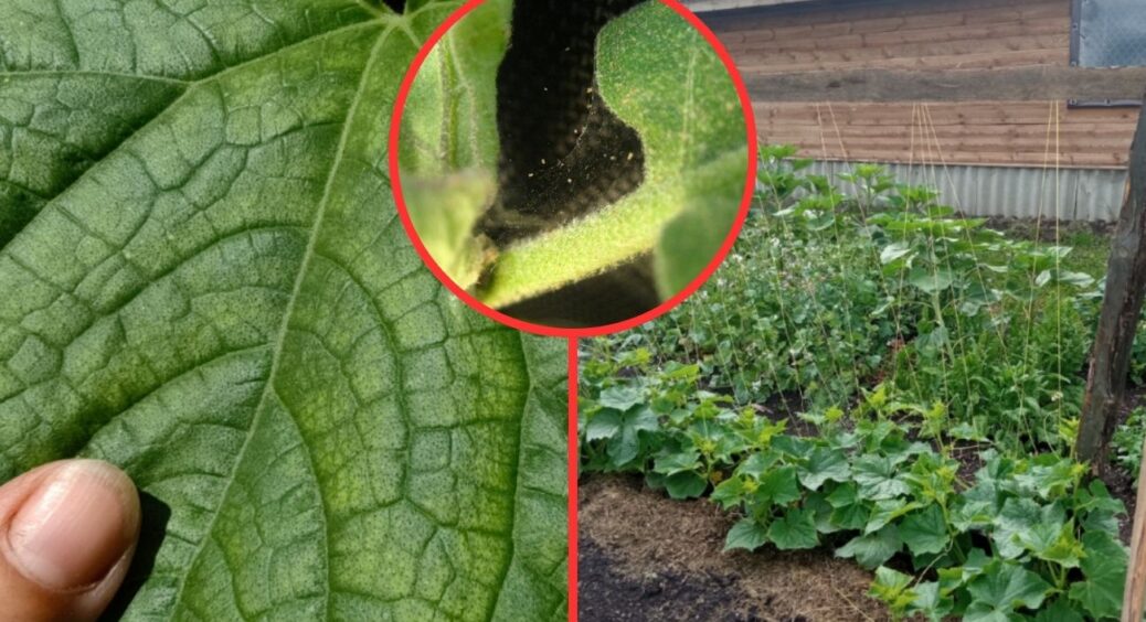 Природа вже засинає – а павутинний кліщ про сон і не думає: 1 надійний спосіб захистити грядку від шкідника 