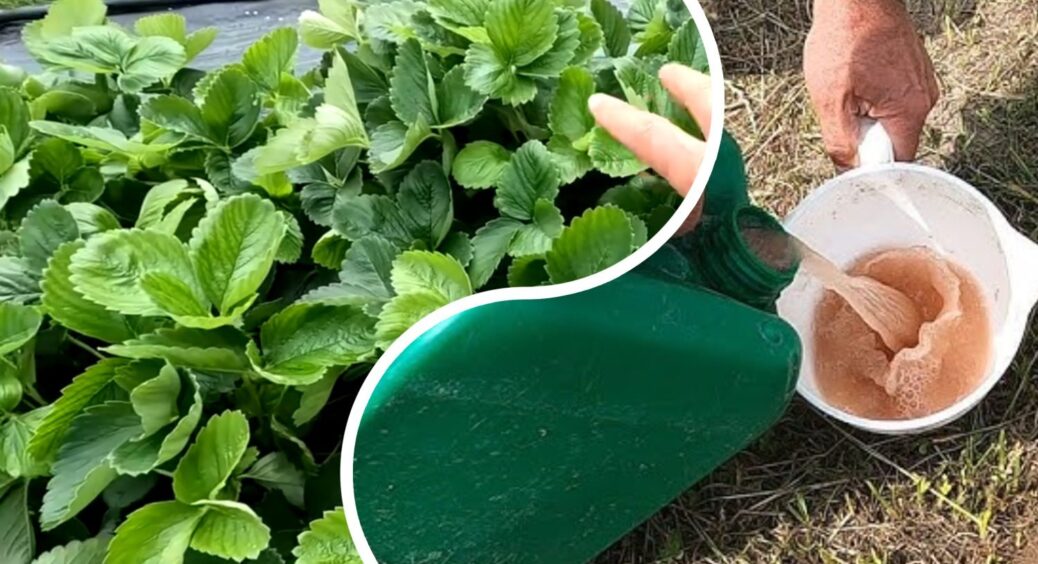 Осіння підкормка без азоту – секрет, як кущики полуниці перезимують і дадуть урожай на 30% більший 