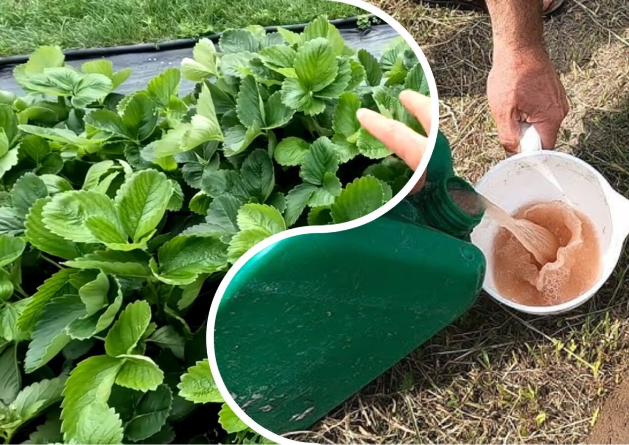 Експерти розповіли про осіннє підживлення полуниці