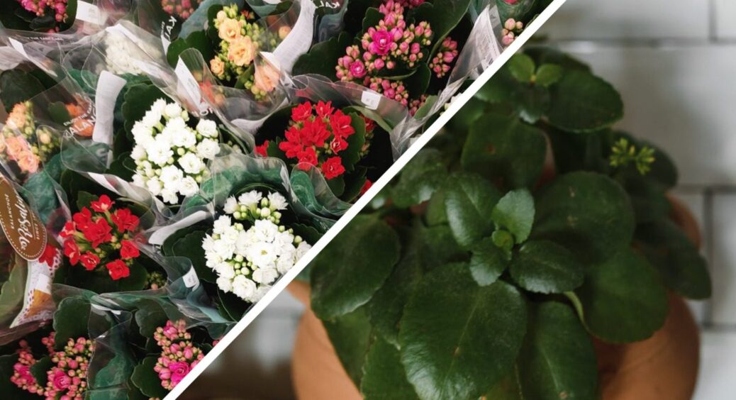 Купувала квітучим, а через 2 місяці свято скінчилось: 3 причини чому каланхое цвіте лише у магазинах 