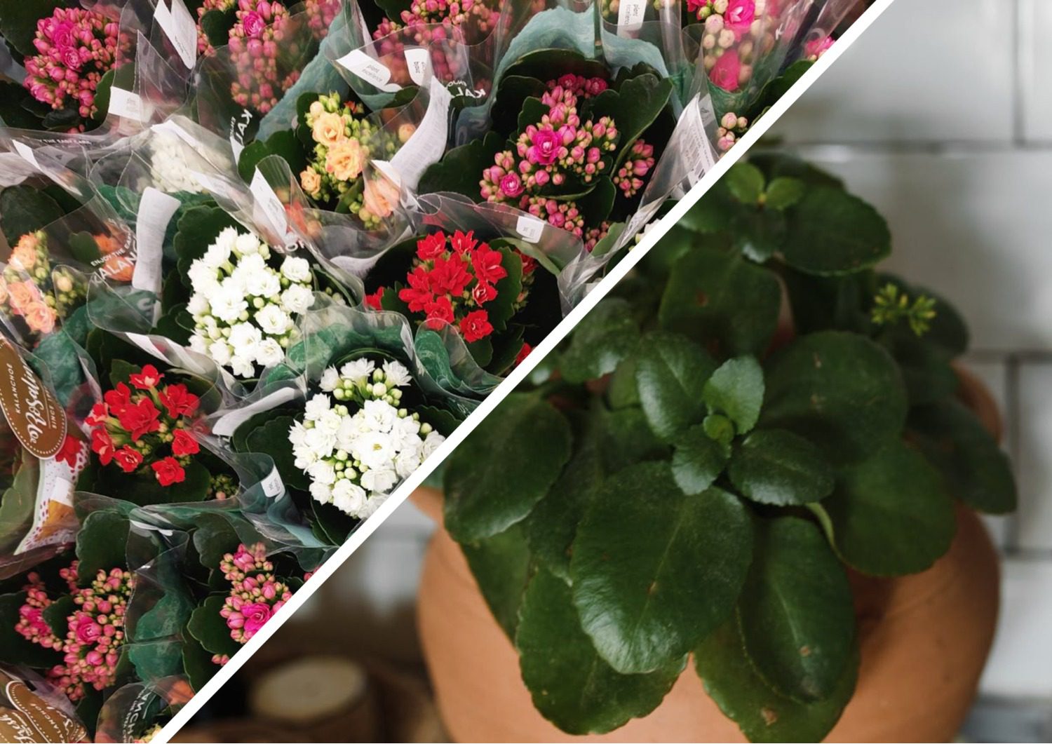 Квітникарі розповіли, чому каланхое з магазину вдома не цвіте