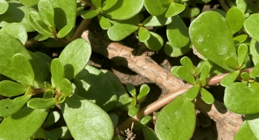 Ділюсь досвідом: як я позбулась від портулаку без гербіцидів. 3 дії, але зробити їх конче потрібно вчасно 