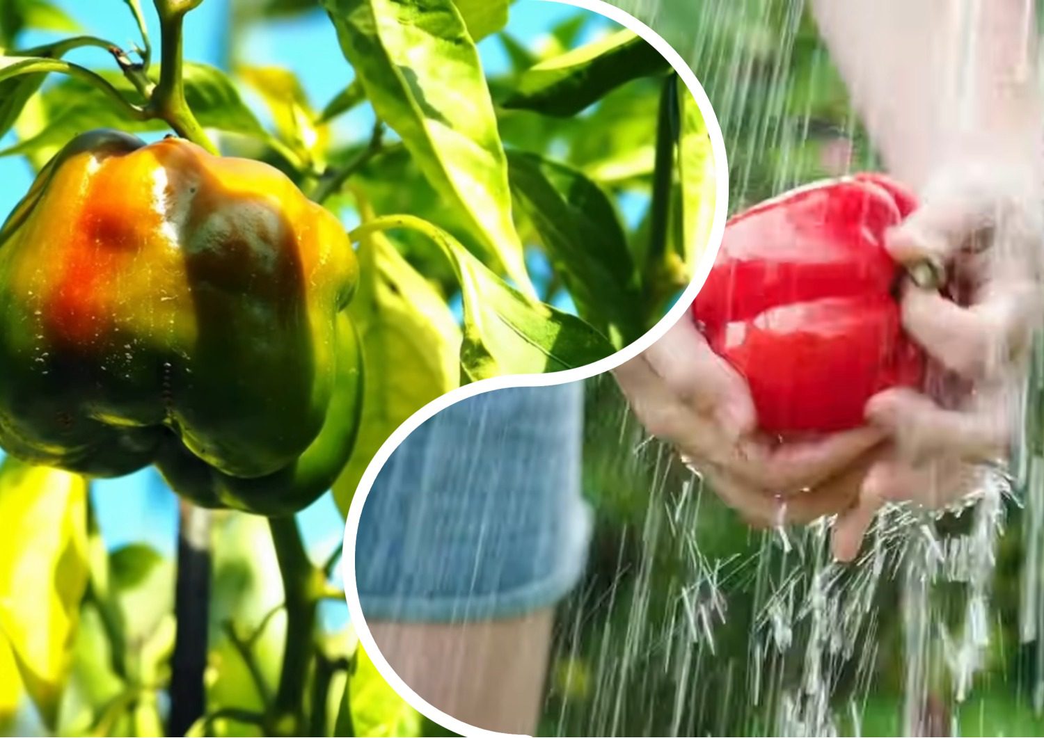 Городники розповіли, як варто підгодувати перці у серпні