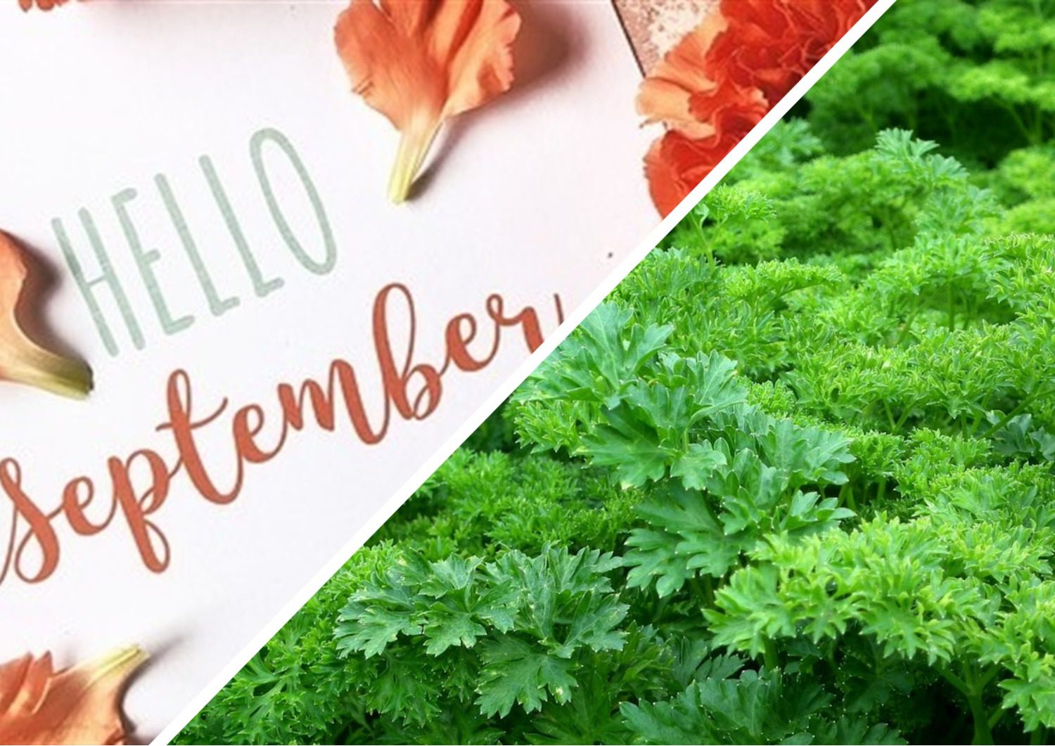 Городники розповіли, що потребує петрушка напередодні холодів