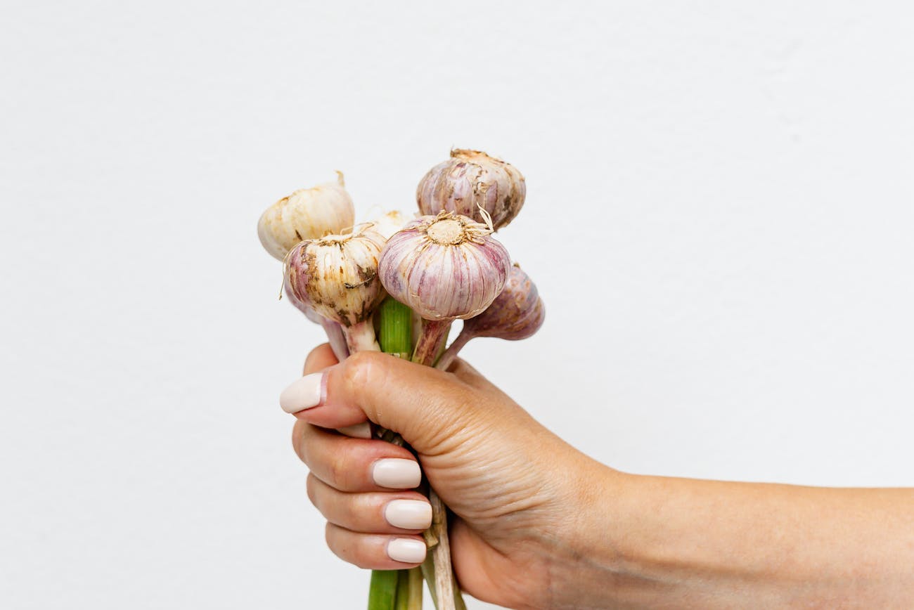 Городники розповіли секрети вирощування великого часнику