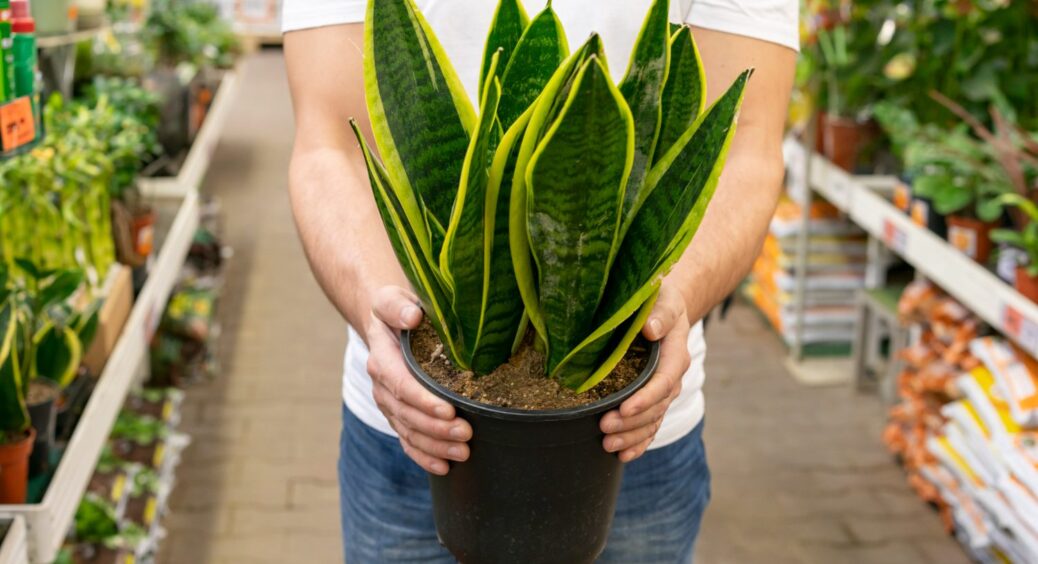 Моя сансевʼєрія обожнює ці 5 підживлень: нові листочки зʼявляються один за одним – “меню” для тещиного язика 