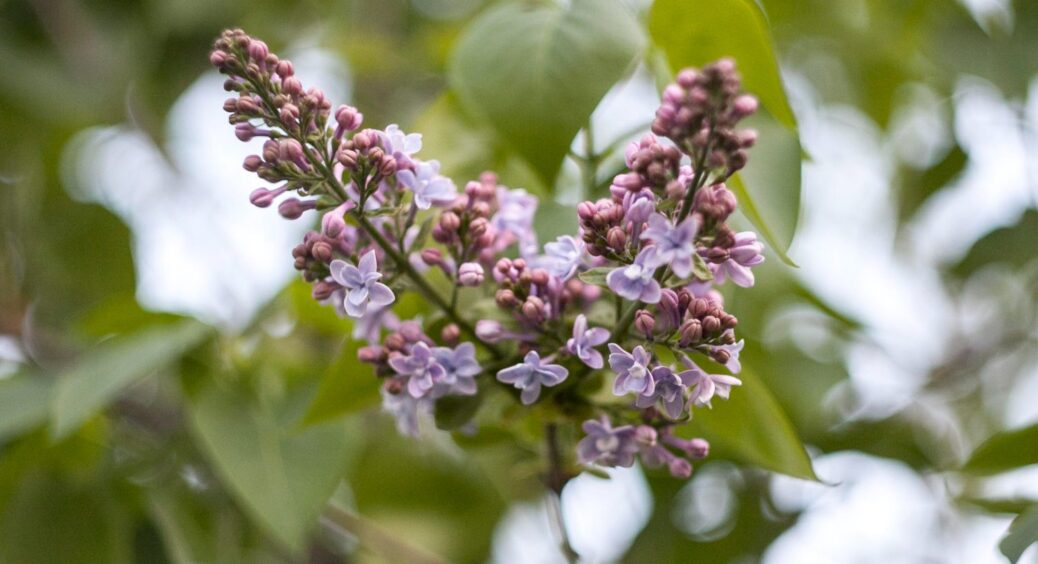 Спочатку посадила, а потім вирвала разом з корінням: краще не садіть цей 1 чагарник на ділянці – ось чому 