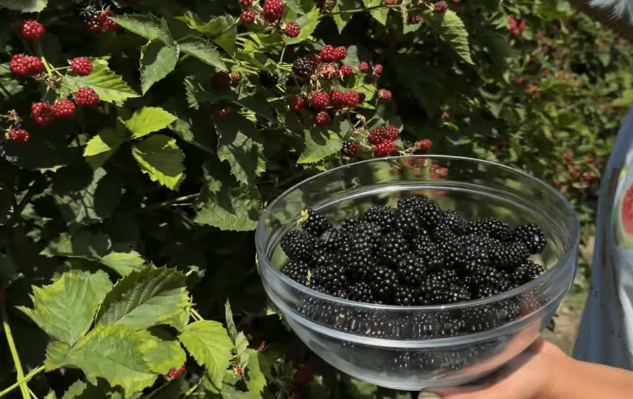 Садівники розповіли, як підготувати ожину до зими