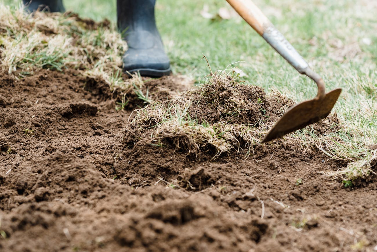 Експерти розповіли про універсальний засіб для рослин на городі 