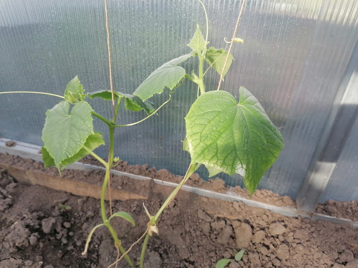 Експерти розповіли, яке добриво найкраще допоможе огіркам перенести холоди у кінці серпня