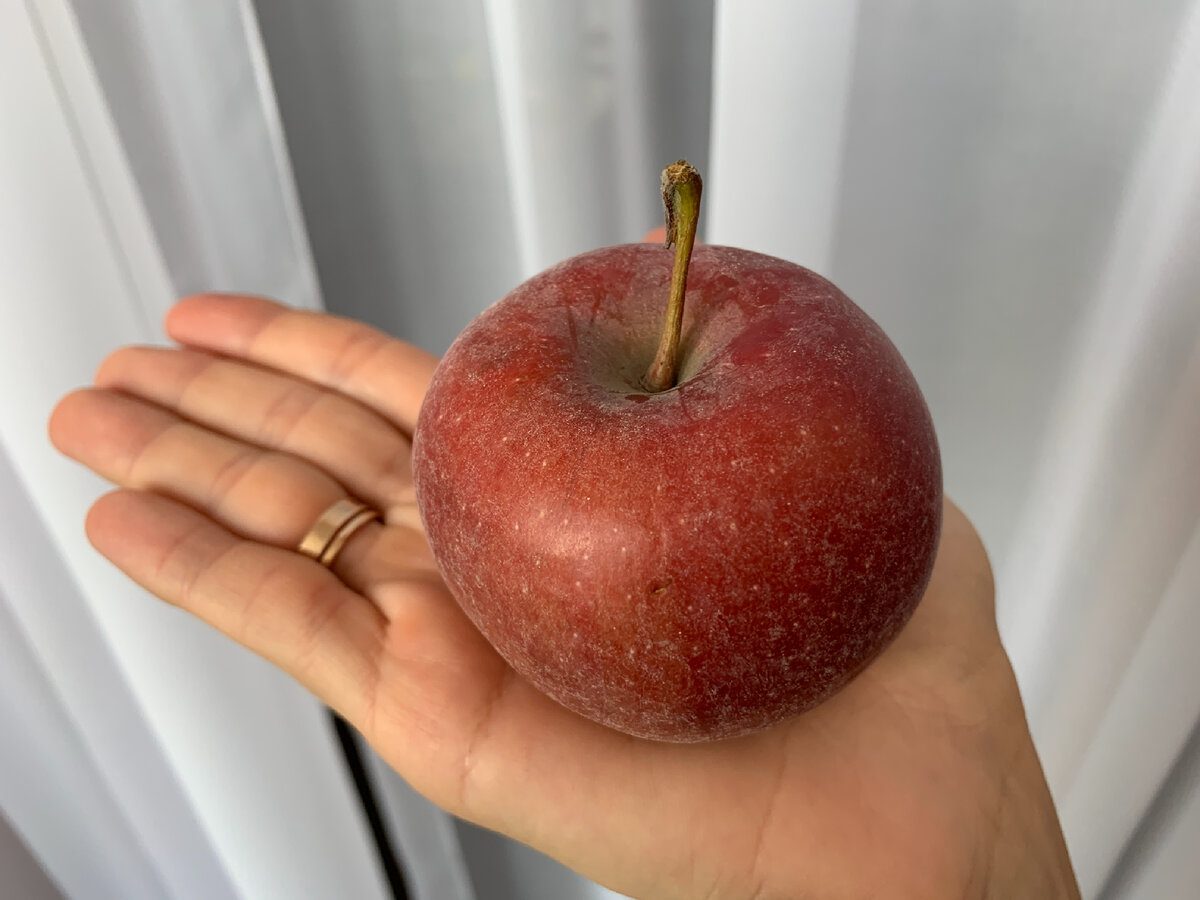 Городники розповіли, як зберігати яблука, щоб вони були свіжими декілька місяців 