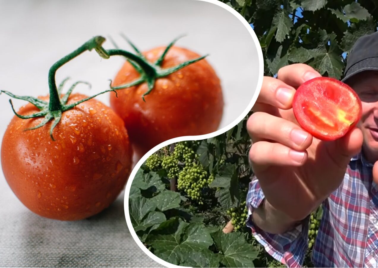 Городники розповіли, що робити, щоб у томатах не було білих прожилок