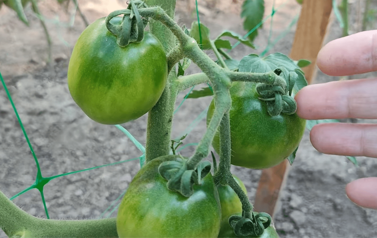 Агротехніки розповіли, що робити, якщо помідори вкрились чорними плямами