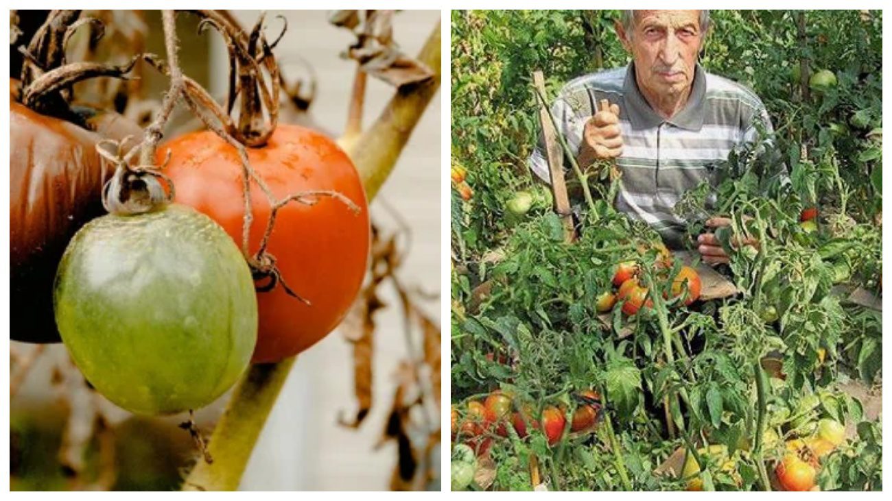 Дачники розповіли, як з користю використовувати гнилі помідори