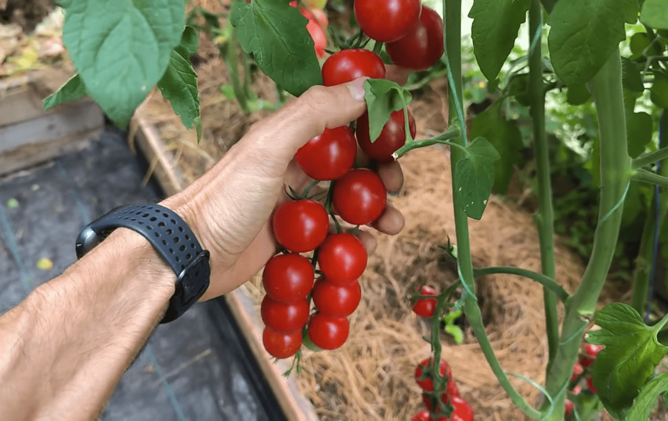 Городники розповіли про використання активної мульчі