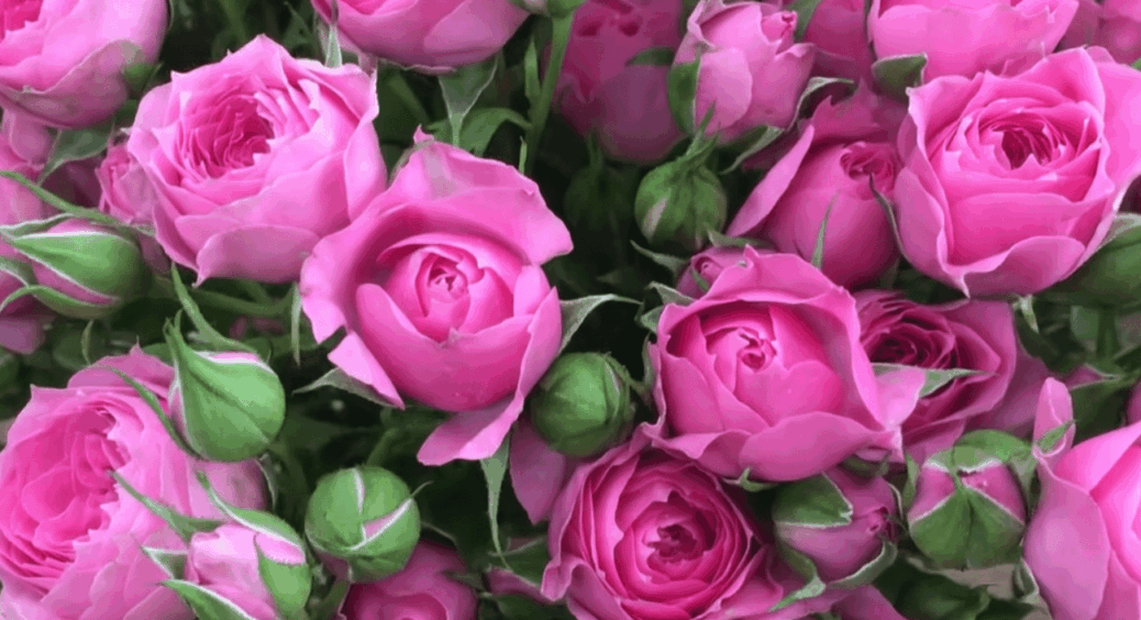 Не всі квіти на День вчителя можна дарувати: 5 заборонених букетів, які не порадують педагогів у школі 