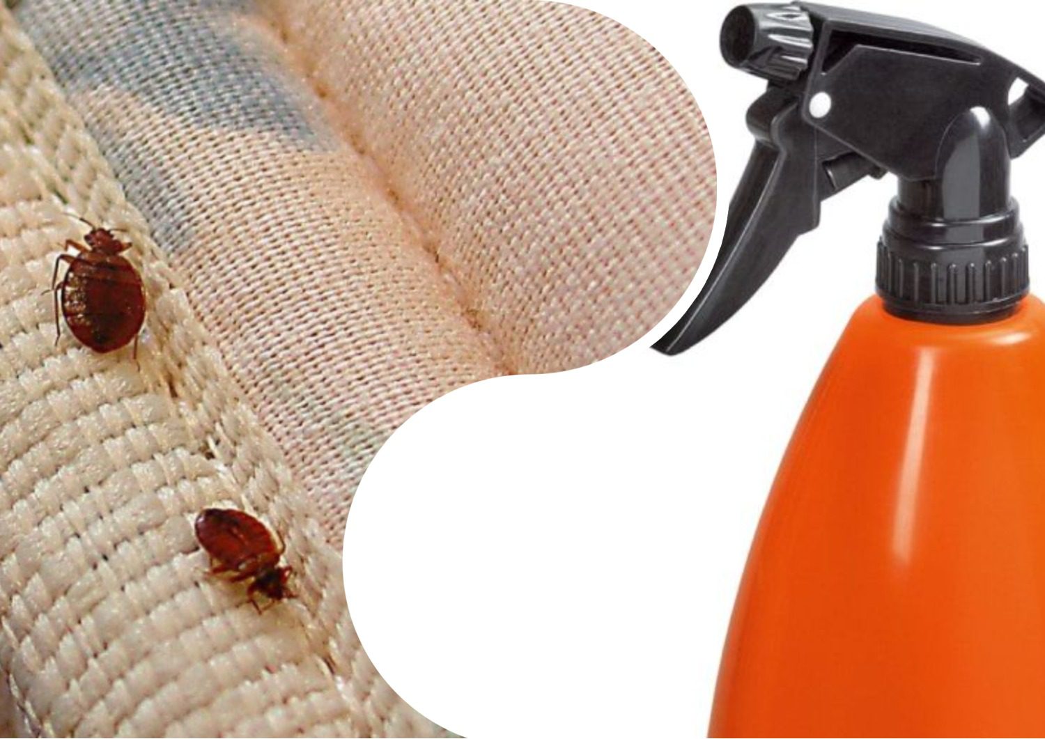 Експерти порадили дієвий метод боротьби із блохами в приміщенні Експерти порадили дієвий метод боротьби із блохами в приміщенні