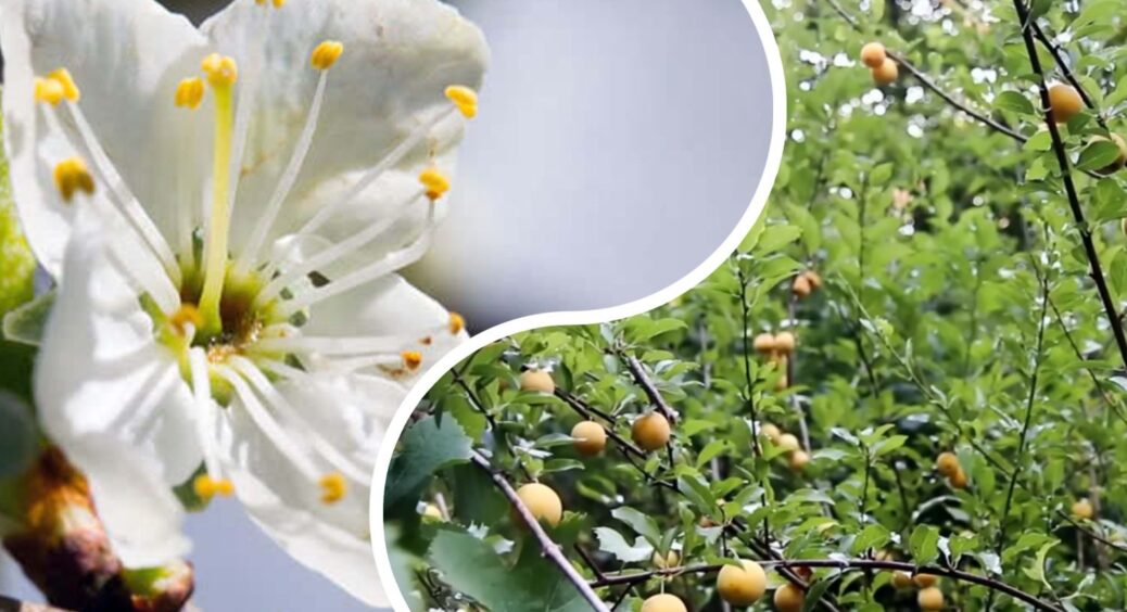 Алича заслуговує на місце в вашому саду: цвіте, годує, лікує, радує — дерево, що варте кожного метра землі 