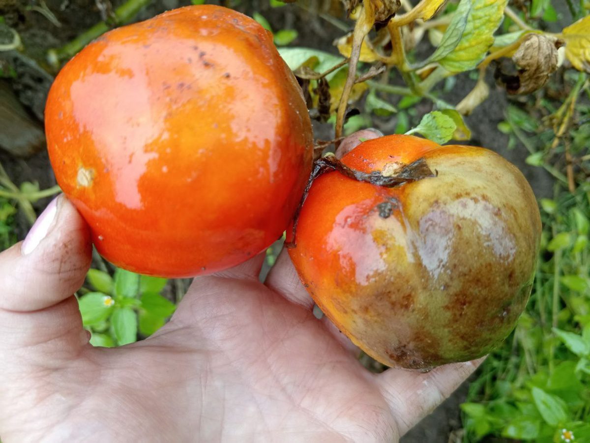 Городники розповіли про спосіб, який допоможе захистити город від фітофтори та вершинної гнилі