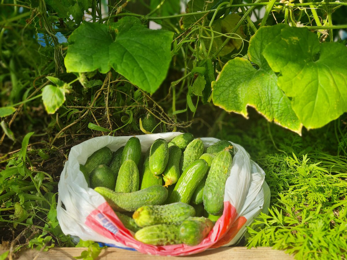 Городники назвали вдалий сорт огірків для посадки у наступному році Городники назвали вдалий сорт огірків для посадки у наступному році