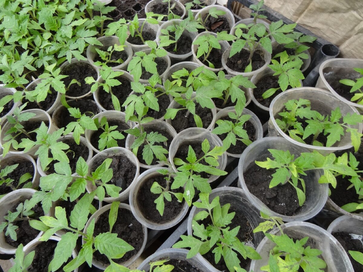 Городники розповіли, навіщо висаджувати розсаду разом із сірниками та чим вони допоможуть