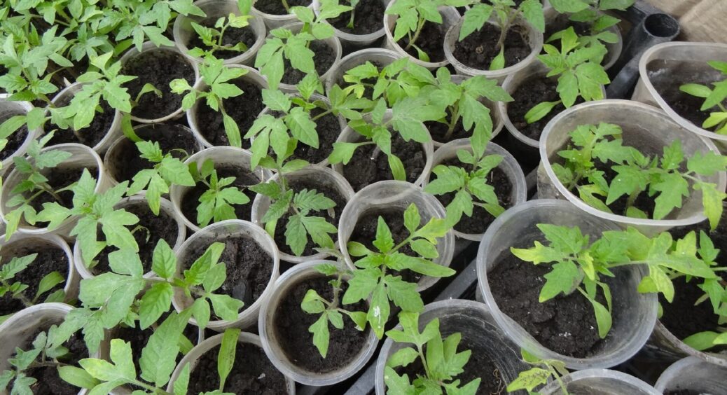 Кладу 1 чайну ложку в землю для розсади – і помідори не тягнуться, а ростуть товстими й міцними 