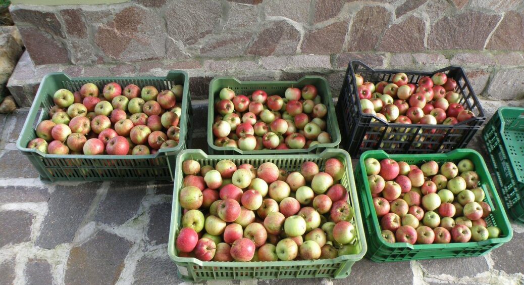 Мені порадили додати 2 ложки солі у відро з яблуками – тепер не гниють навіть через 3 місяці в коморі 