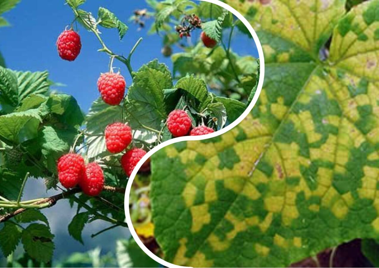 Садівники розповіли, як зрозуміти, що малина вражена вірусом