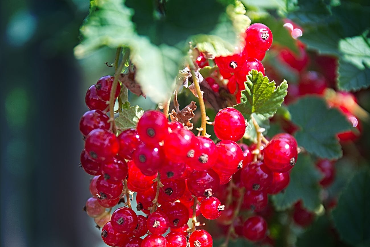 Городники сказали, як збільшити врожай порічки навесні 