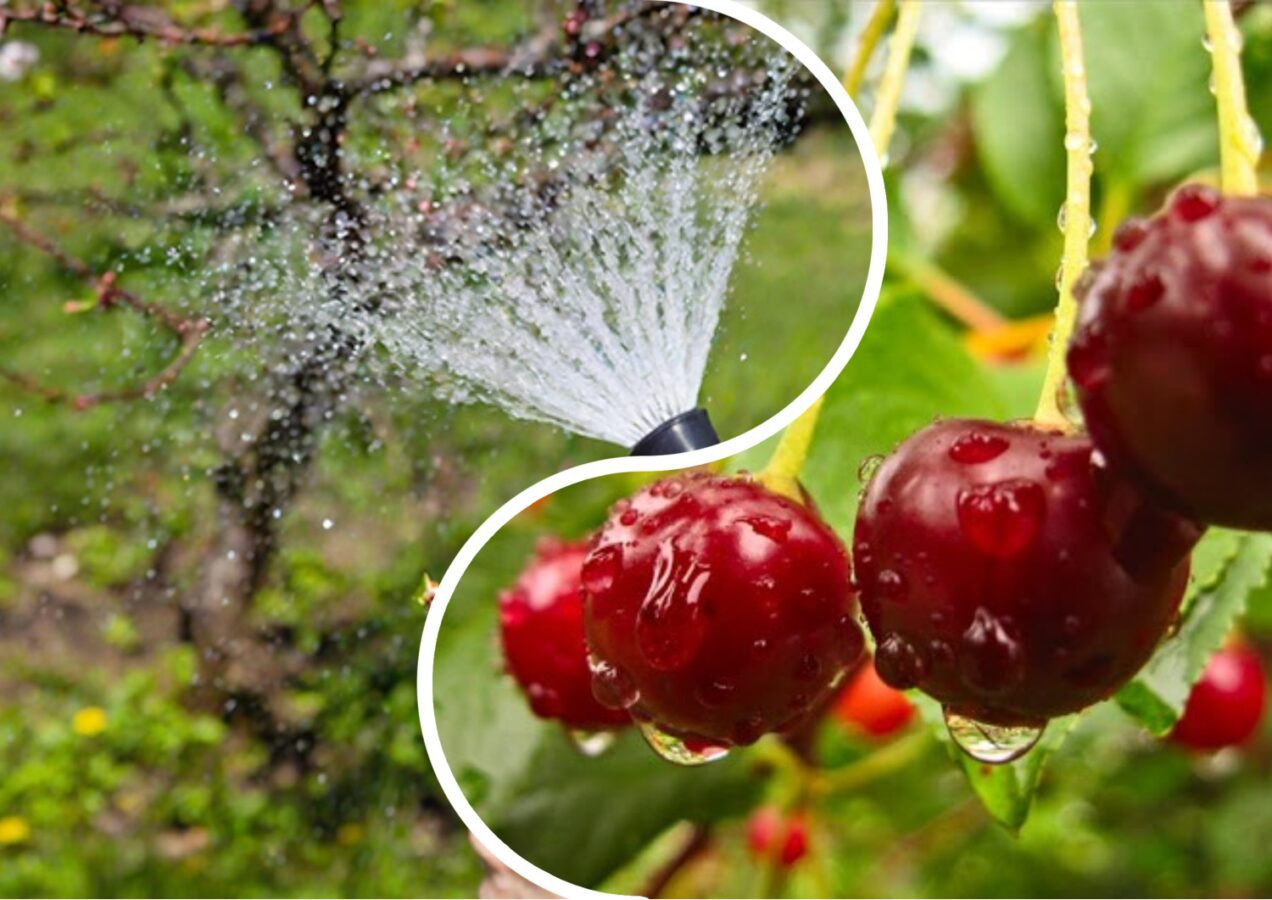 Садівники порадили дієвий засіб для обприскування вишні