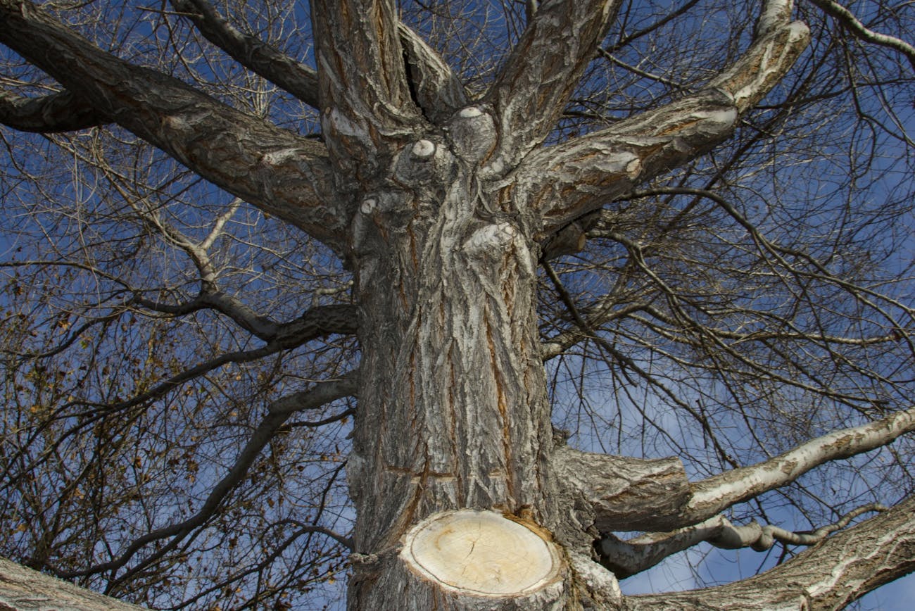 Садівники розповіли про ефективні альтернативи садовому вару