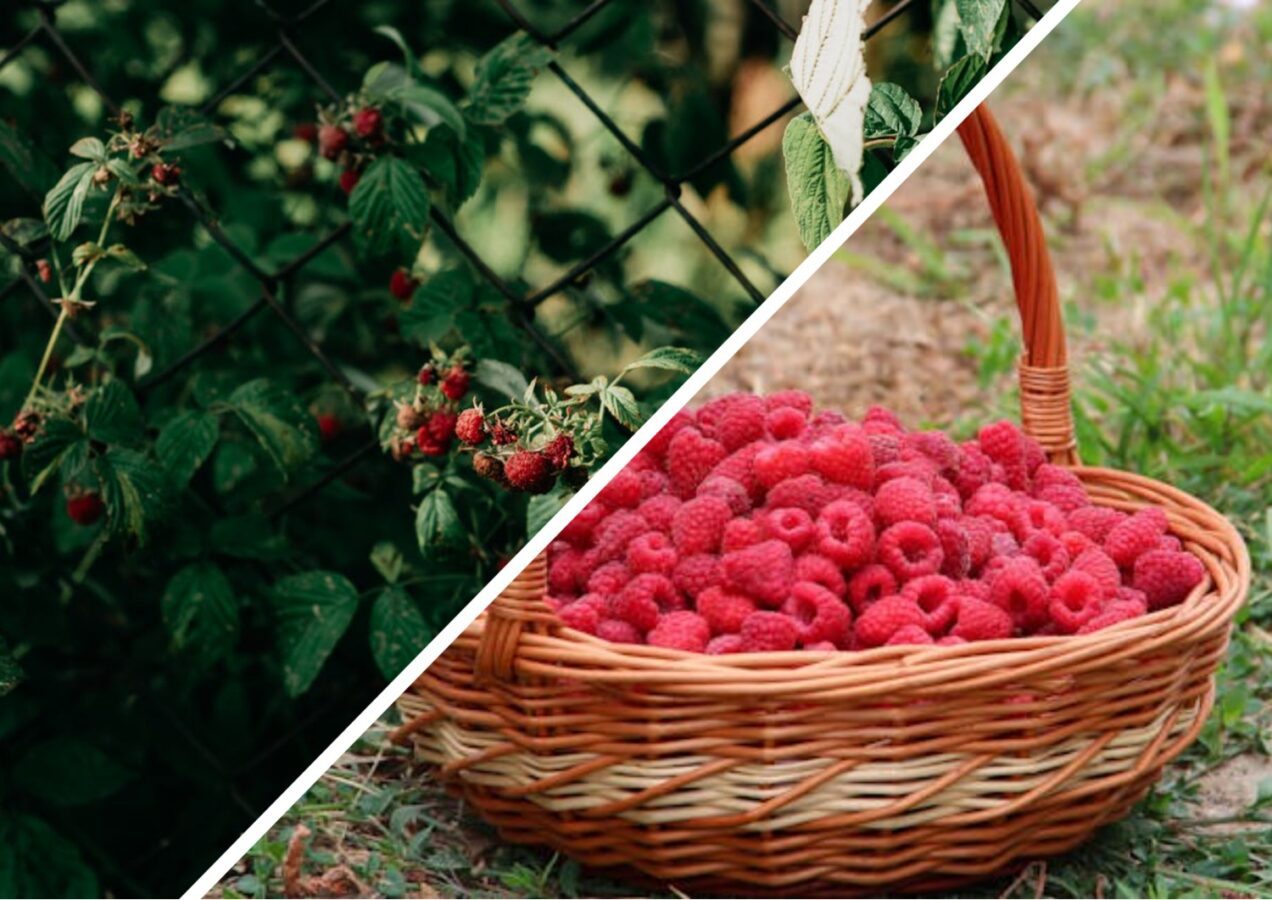 Садівники розповіли, де можна висаджувати малину
