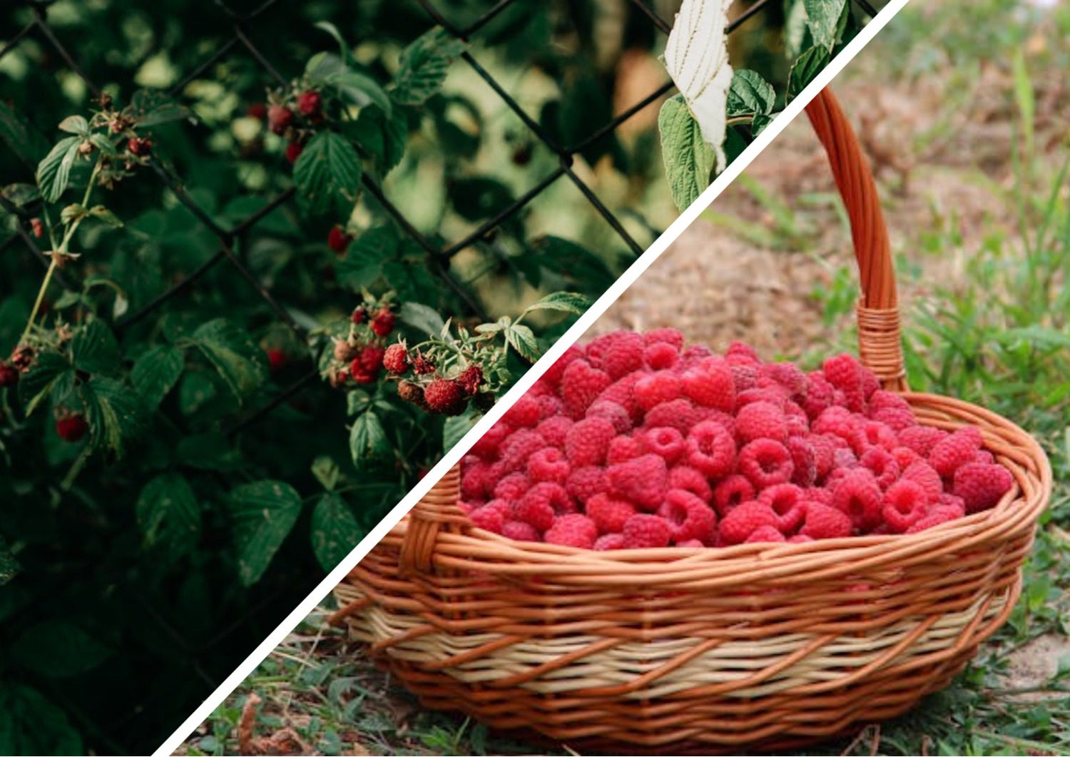 Садівники розповіли, де можна висаджувати малину