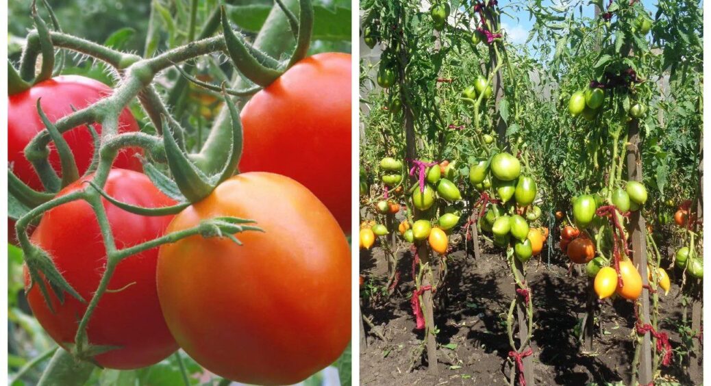 1 літр під помідори: засиплють врожаєм і листочки не жовтітимуть. Ось чим підживити, щоб вимахали за тиждень 