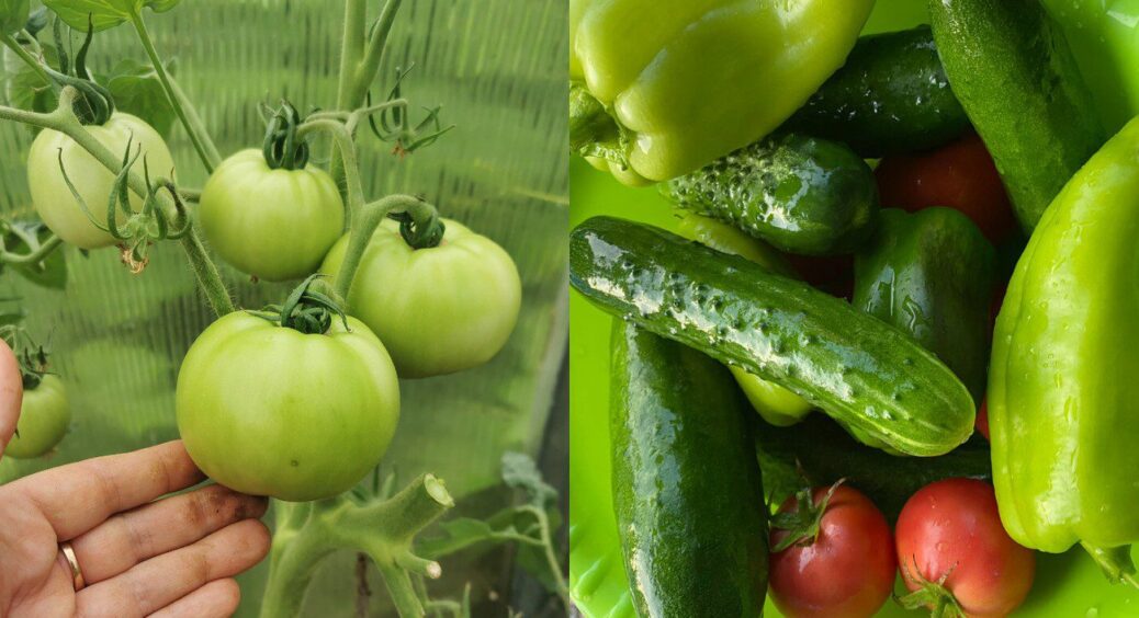 Загортаю огірки та помідори у “ковдру” – і збираю плоди до глибокої осені: 1 сільський лайфхак 