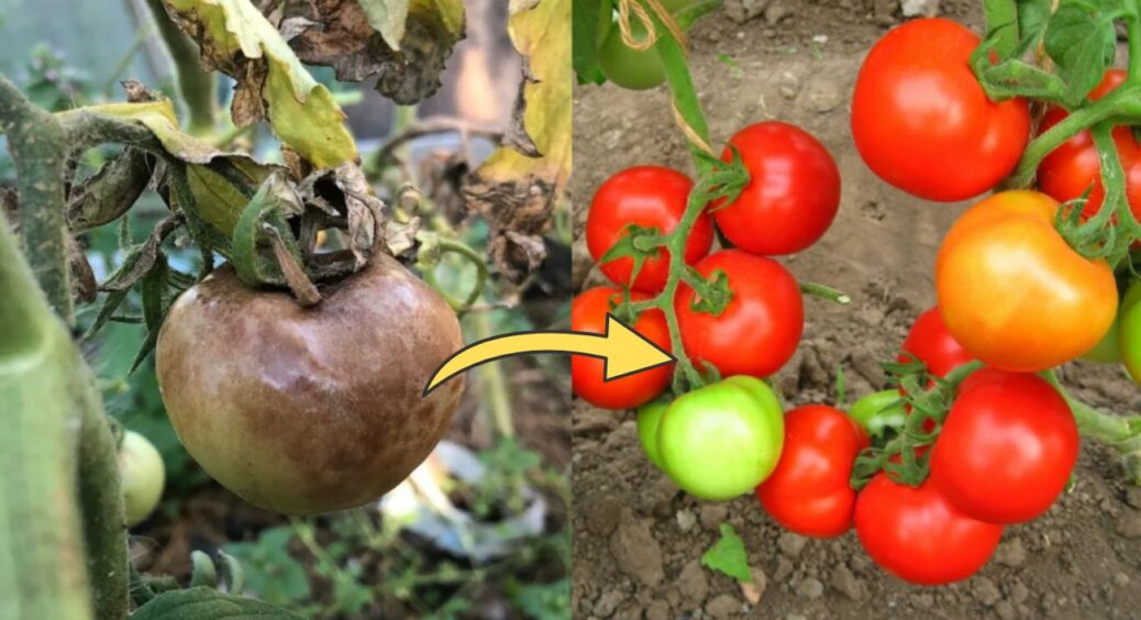 До ночі сперечалися з кумою, що гірше – фітофтора чи вершинна гниль: за 1 прийом позбавляюся і того, і цього 