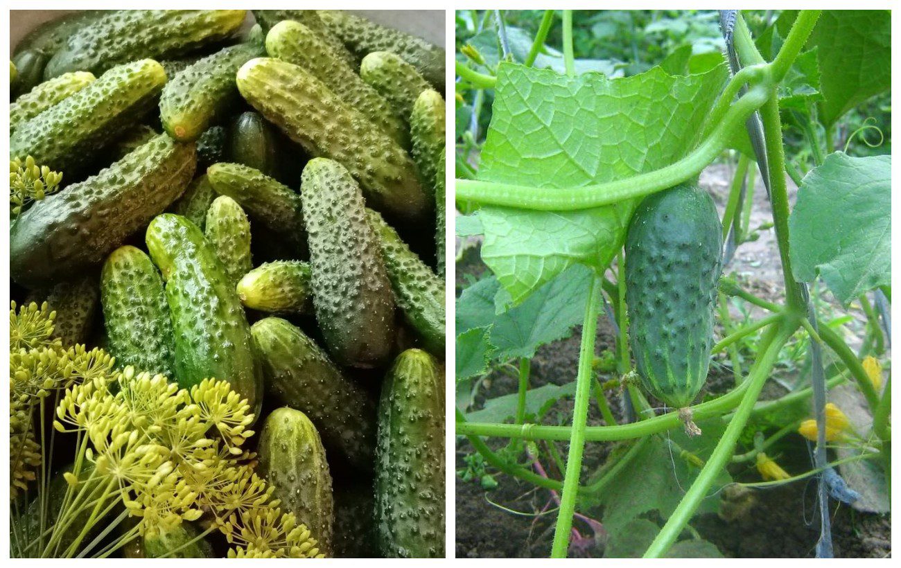 Як покращити врожайність огірків та захистити їх від морозів