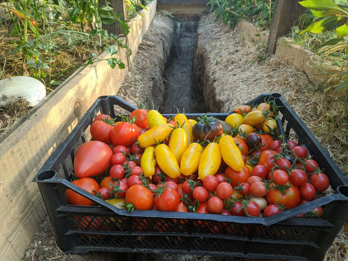 Городники розповіли, навіщо висаджувати розсаду разом із сірниками та чим вони допоможуть