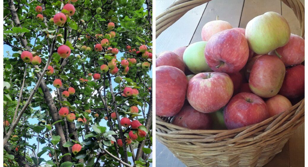 Не зробила цю дію з яблуками 2024 року – і вони не пролежали й 2 тижнів: секрет, як не дати плодами згнити 