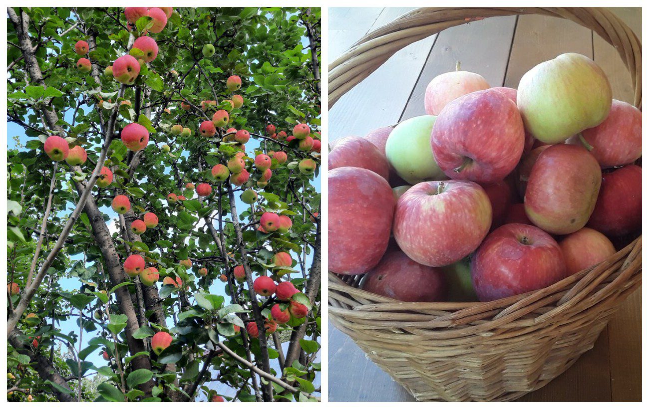 Як правильно зберігати яблука, аби вони не гнили