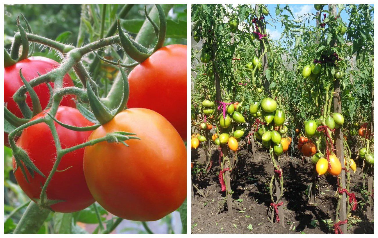 Добриво для врожайності та зав'язування помідорів