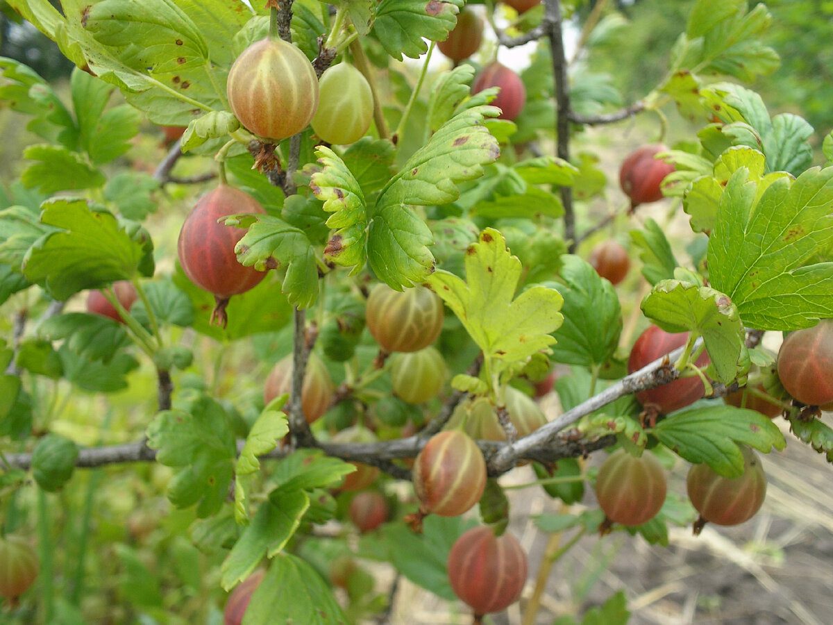 Садівники розповіли, як підготувати аґрус до зими, аби кущі не вимерзали та порадували врожаєм