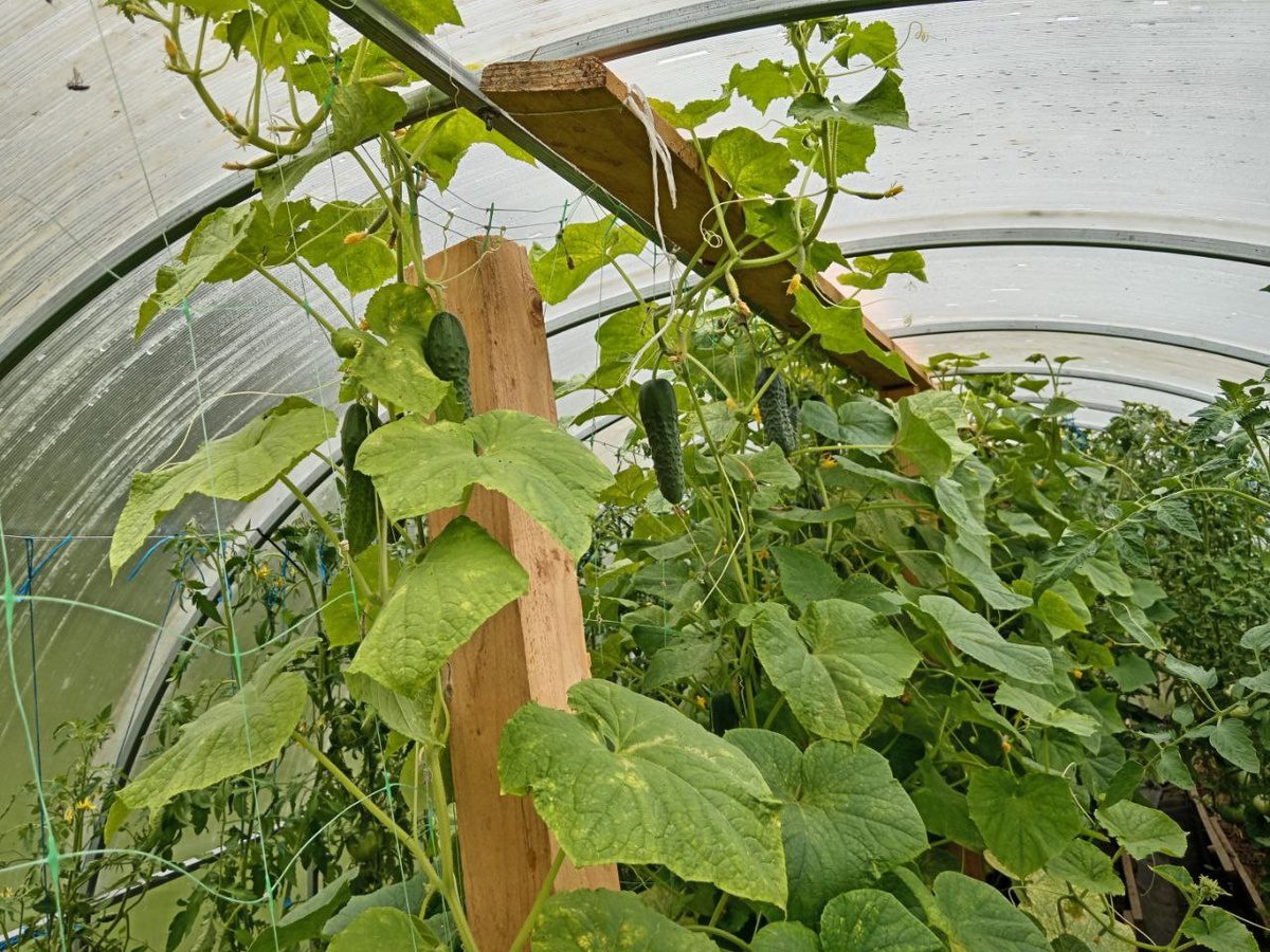 Експерти пояснили, як надійно захистити огірки від борошнистої роси доступним засобом