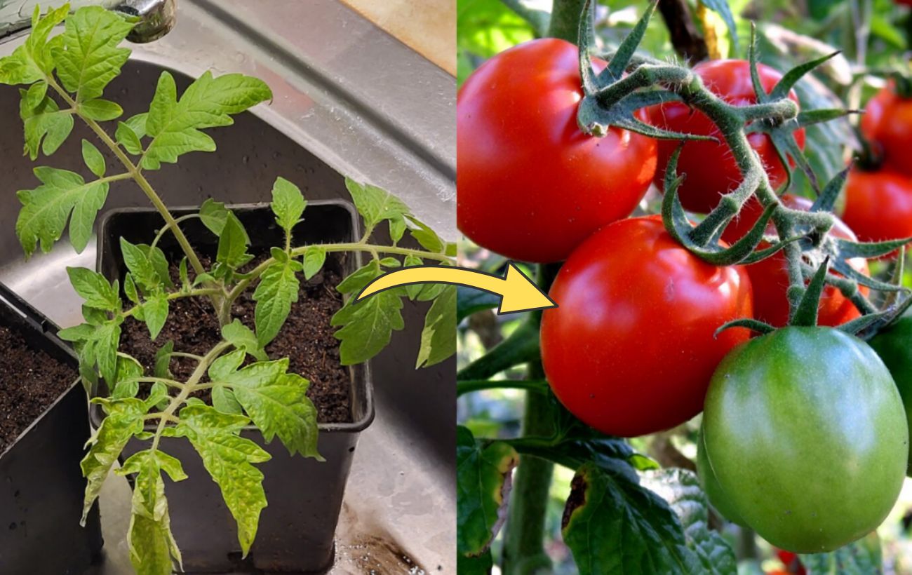 Експерти розповіли про найкращі сорти низькорослих томатів