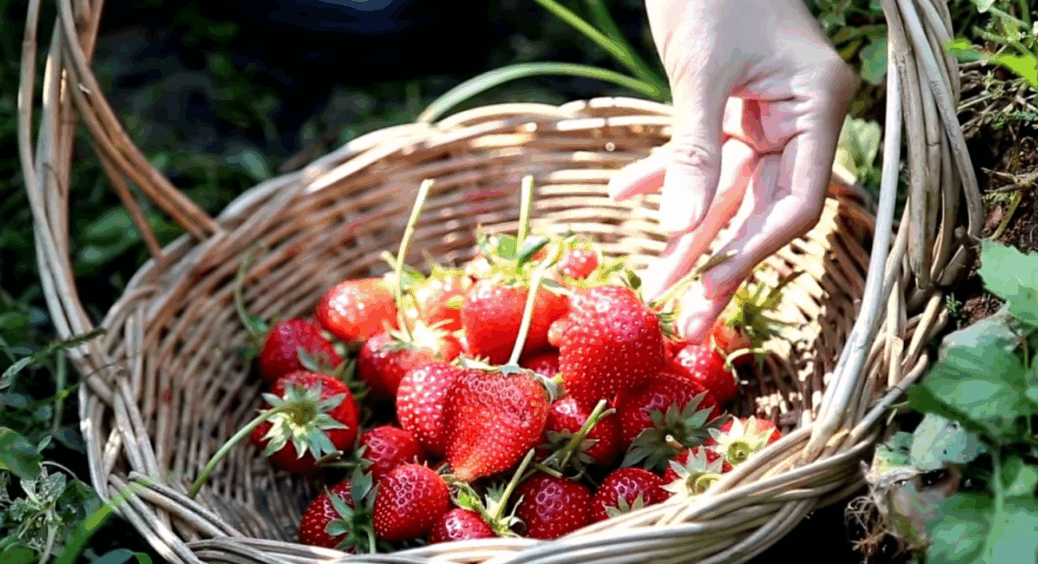 Кум крутив пальцем біля скроні, як я у вересні сіяла крупу по полуниці, а потім заздрив: у мене сад-цукерка 