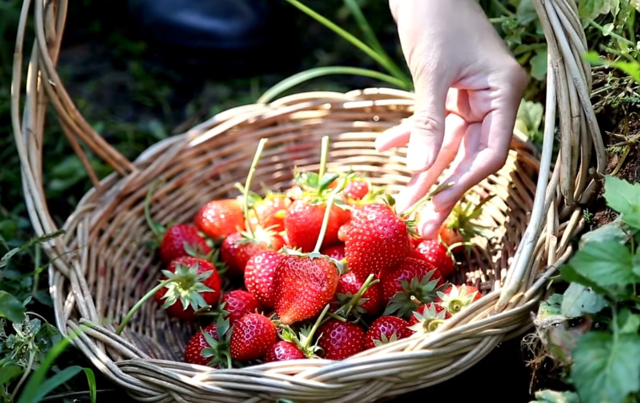Дачники порадили дивний спосіб покращити врожай полуниці
