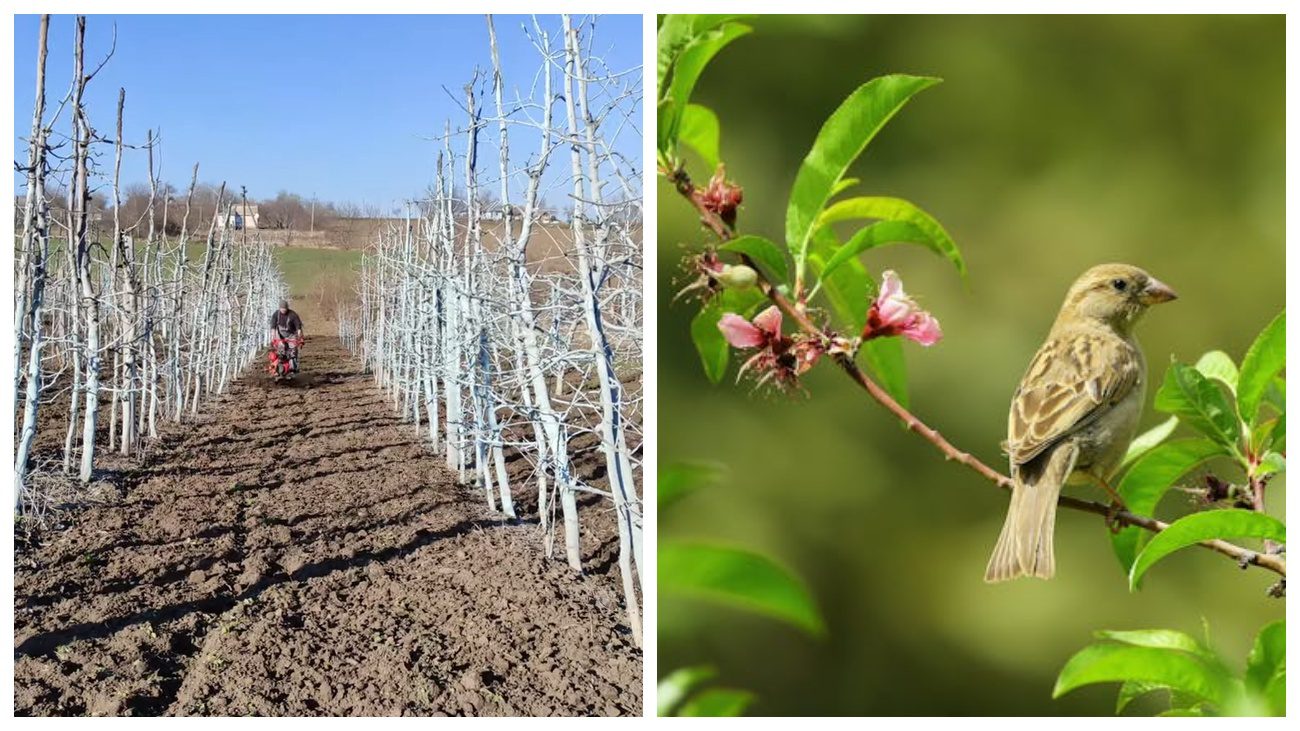 Садівники нагадали забутий спосіб відродження старого саду